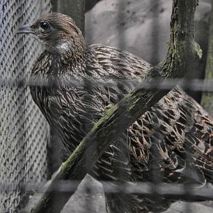 Himalayan Monal
