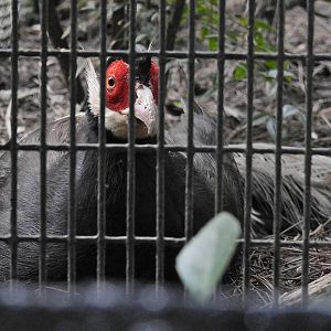 Brown Eared Pheasant