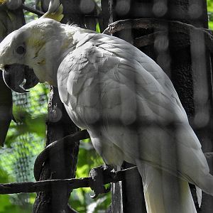 Yellow Crested Cockatoo