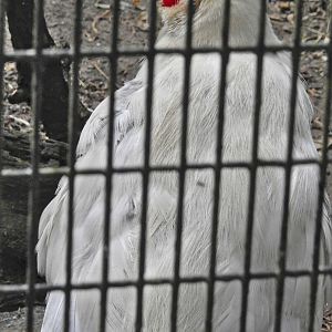 White Eared Pheasant