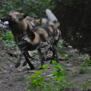 African Painted Dogs
