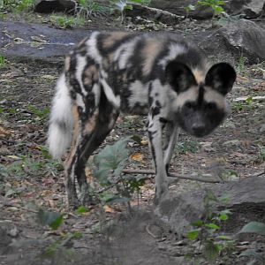 African Painted Dogs