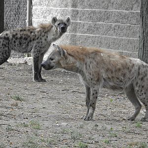 Spotted Hyena