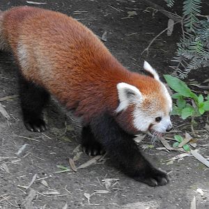 Red Panda