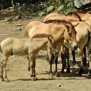 Mongolian Wild Horse