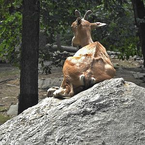 Turkmenian Markhor
