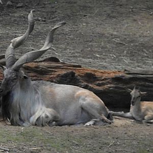 Turkmenian Markhor