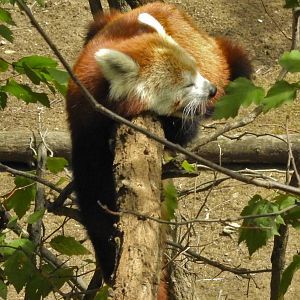 Red Panda