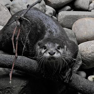 Asian Short Clawed Otter