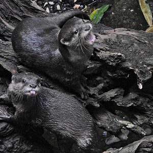 Asian Short Clawed Otter