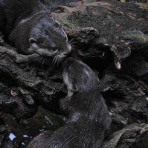 Asian Short Clawed Otter