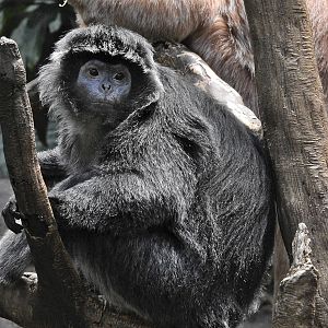 Ebony Langur