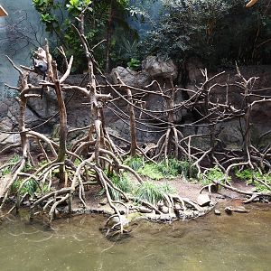 Ebony Langur Enclosure