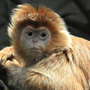Ebony Langur