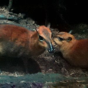 Greater Mouse Deer