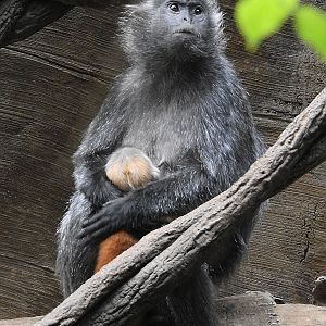 Silvered Leaf Monkey