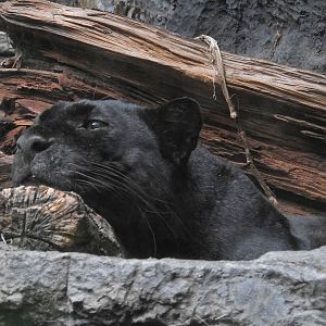 Black Leopard