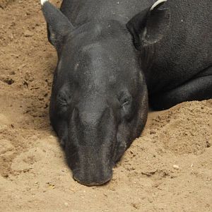 Malayan Tapir