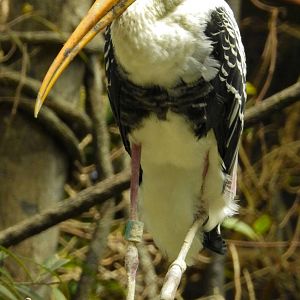 Painted Stork