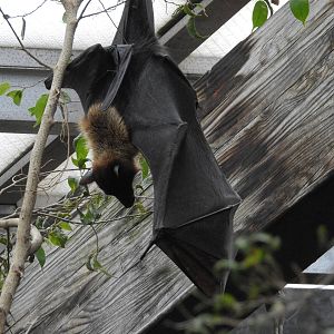 Rodriguez Flying Fox