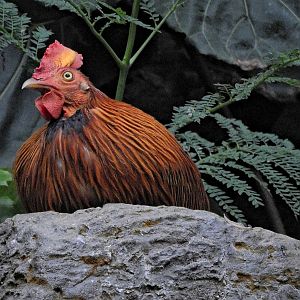 Sri Lankan Jungle Fowl