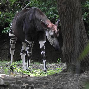 Okapi