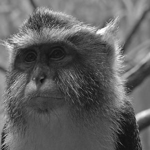 Wolf's Guenon