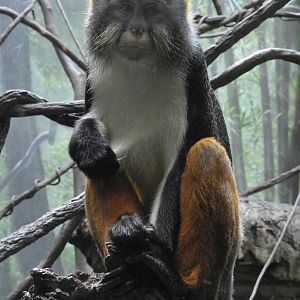 Wolf's Guenon