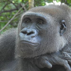 Western Lowland Gorilla
