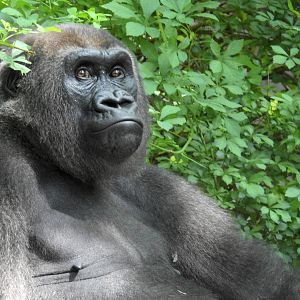 Western Lowland Gorilla