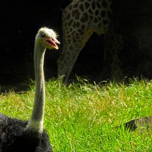 Ostrich