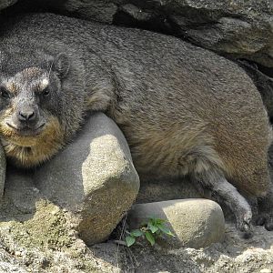 Rock Hyrax
