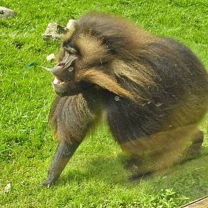 Gelada