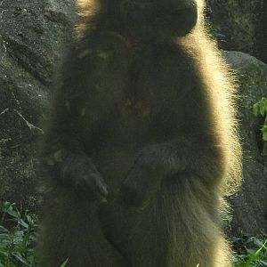 Gelada