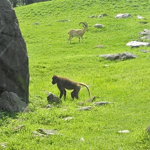 Gelada and Ibex