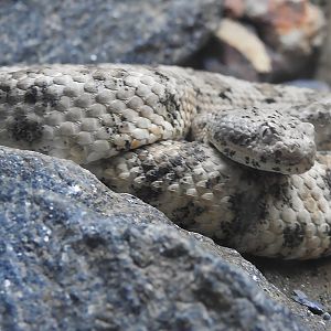Speckled Rattlesnake