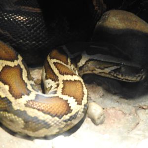 Burmese Python