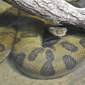 Anaconda