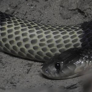 Snouted Cobra
