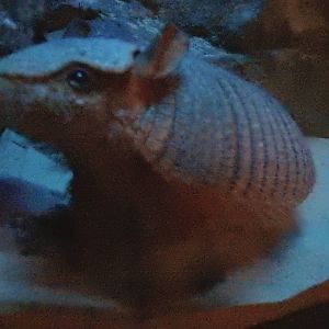 Screaming Hairy Armadillo