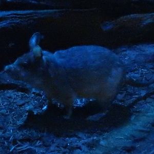 Malagasy Giant Jumping Rat