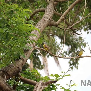 Tyrant flycatchers :), March 2016