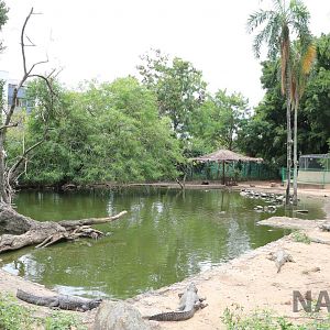 Pantanal enclosure, March 2016