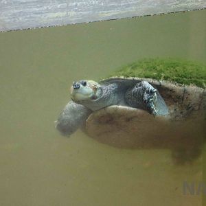 Podocnemis (sp.) turtle, March 2016