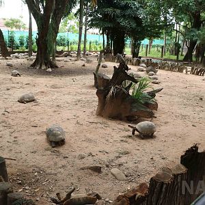 Tortoise enclosures, March 2016