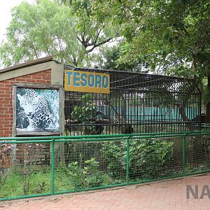 Jaguar cage, March 2016