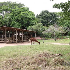 Alpaca paddock, March 2016