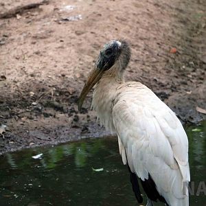 Wood stork, March 2016