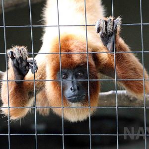 Bolivian red howler monkey, March 2016
