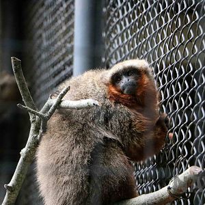 Dusky titi, March 2016